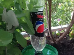 Gros abreuvoir pour oiseaux sur bouteille - Big Soda Clean water dispenser for birds