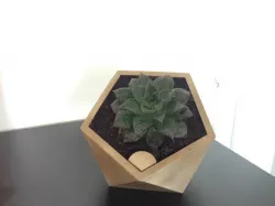 Penta self watering flower pot