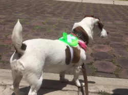 Small-Medium Dog GoPro/Camera Harness-Mount