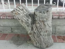 Tree Stump