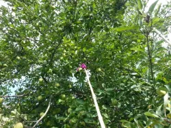 Apple picker for bad apples