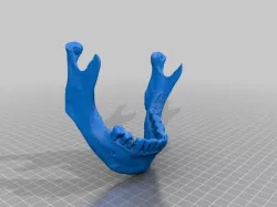 Human Jaw 3D Scanned