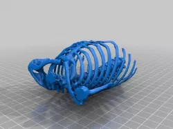 Human Thorax Repaired