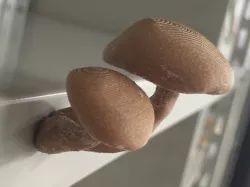 magnet_mushroom_003