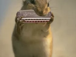 mouth organ