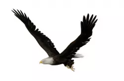 animated cycle flight eagle Low-poly  3D model