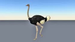 Animated cycle walking ostrich Low-poly  3D model