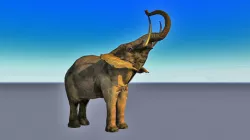 Animated of a realistic elephant 3D model