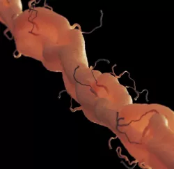 axon with dendrites 3D model 3D model