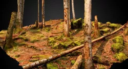 Beech forest plot 3D model