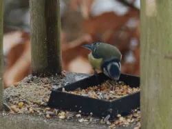 bird feeder plate