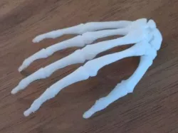 BodyParts3D Hand Skeleton