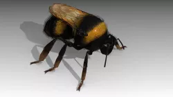 Bumblebee Low-poly  3D model