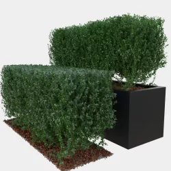 Buxus the long bush in the shape of cube 3D model