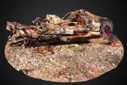 Carob tree stump 3D model