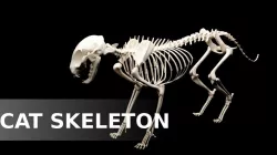 Cat Skeleton Low-poly  3D model