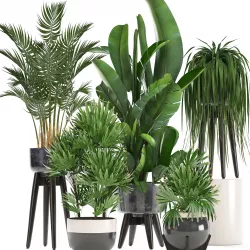 Collection Exotic plants  3D model