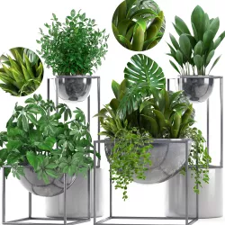 Collection Exotic plants 3D model