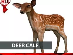 Deer Calf Low-poly  3D model