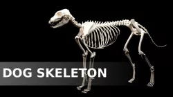 Dog Skeleton Low-poly  3D model