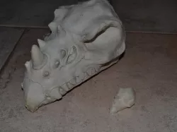 Dragon Skull