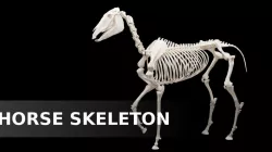 Horse Skeleton 3D model