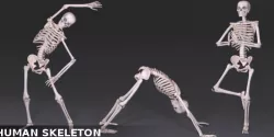 Human Skeleton 3D model