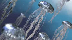 Jelly Fish 3D model