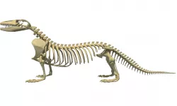 Komodo Dragon Skeleton 3D model