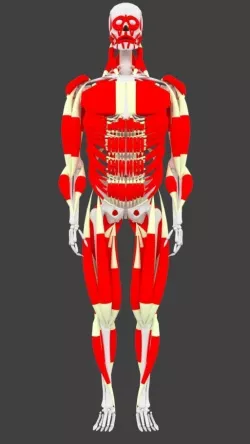 Male Human Muscle System Low-poly  3D model