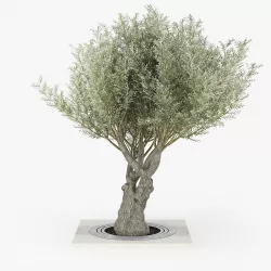 Olea europaea 3 3D model