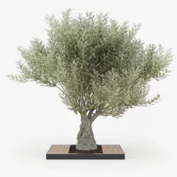 Olea europaea 4 3D model