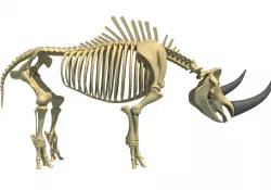 Rhino Skeleton 3D model