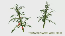 Tomato Plants With Fruit Low-poly  3D model