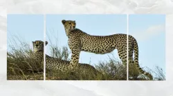 Triptych Wall Art Cheetahs Low-poly  3D model