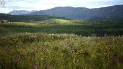 UE4 - WETLAND LANDSCAPE Low-poly  3D model