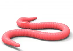Worm Red 3D model