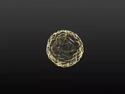 Bacteria - Coccus