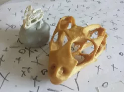 Bearded Dragon Skull