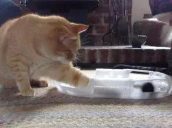 Cat Toy Race Track