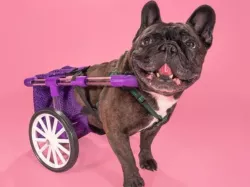 FiGo - Dog Wheelchair