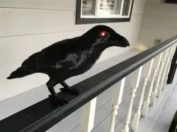 Halloween Crow