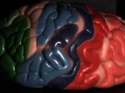 Scan from model of human brain