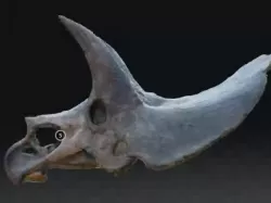 Triceratops Skull