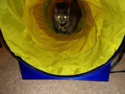Cat tunnel stand