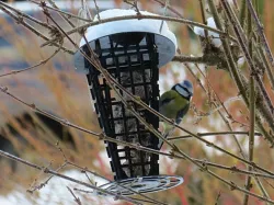 Titmouse Feeder - A Suet Cake Container for Feeding Birds