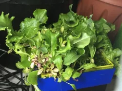 hydroponics