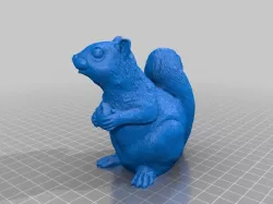 Squirrel
