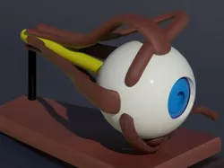 Human eye model
