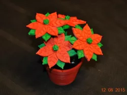 Poinsettia in a flower pot